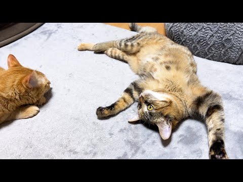個性豊かな先輩猫のマネをする末っ子猫が可愛いすぎます(YouTube)