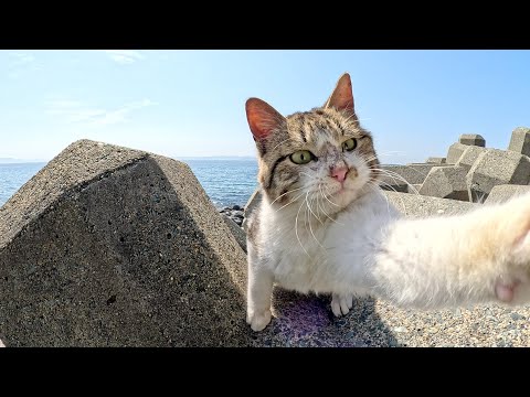 海に行くと、恥ずかしがりやな猫ちゃん達がワラワラと集まってきた(YouTube)
