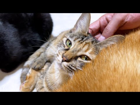 大好きな柴犬と先輩猫の隙間に強引に入って幸せになっていく子ども猫が可愛い！(YouTube)