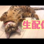 【生配信3/10】2月より3月の方が寒くないですか？猫でほっこりしましょう生配信(YouTube)