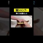 猫はみずが苦手だから💛💦 #shorts(YouTube)