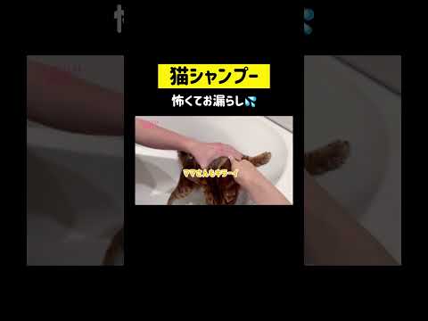 猫はみずが苦手だから💛💦 #shorts(YouTube)