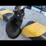 夕方の漁港、帰ってきた漁船に魚を貰いに集まる猫たち(YouTube)