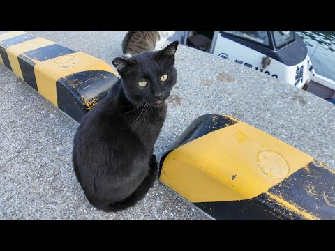 夕方の漁港、帰ってきた漁船に魚を貰いに集まる猫たち(YouTube)