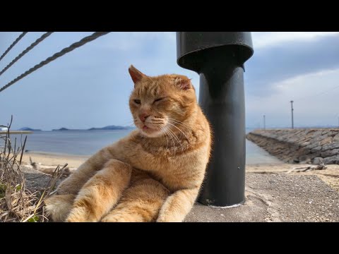 海沿いの道路脇で寛ぐ猫(YouTube)
