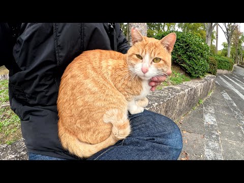 茶シロ猫が上目遣いで「ひざにのせて！」とお願いしてきた(YouTube)