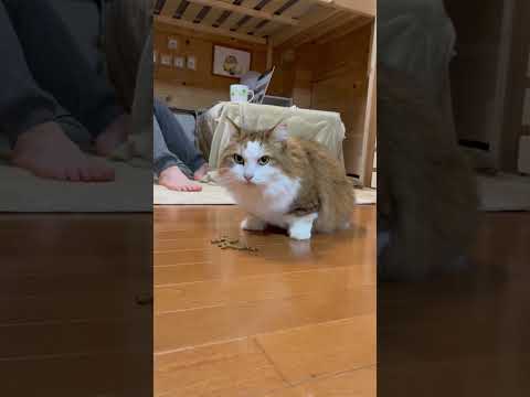 秀吉殿、横着すぎではござらぬか？(YouTube)