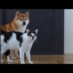 柴犬ハチ、帰宅して数分後に猫と反省する姿‥なにがあった。(YouTube)