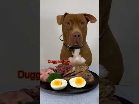 今日も平和に生肉をモリモリ食べピットブル #咀嚼音 #ピットブル(YouTube)
