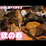 2024 03 31 1  食欲の春です ノラミちゃんも食べてますよ～(YouTube)