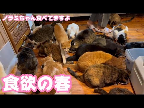 2024 03 31 1  食欲の春です ノラミちゃんも食べてますよ～(YouTube)