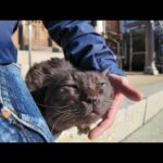 神社に行くと工事中だったけど黒猫ちゃんは足場の中から出てきてくれた(YouTube)