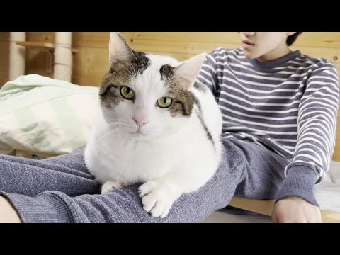 春の嵐の散歩はやっぱり苦手な猫(YouTube)