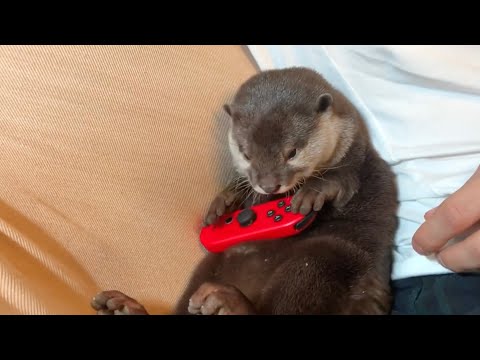 日常のカワウソの可愛かった所だけ切り抜いてみた！4 I clipped out only the parts where the everyday otter was cute! 4(YouTube)