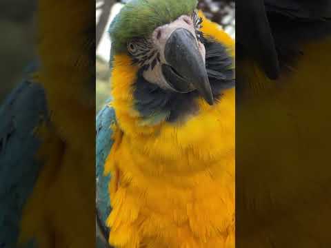 綺麗だなぁ…。 Oh. It’s so beautiful.(YouTube)