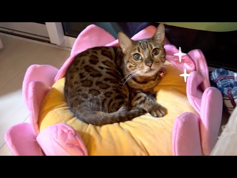 うちの猫さんは蓮の化身だったみたいです(YouTube)