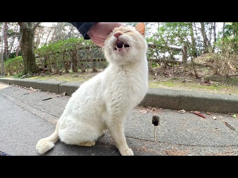 縄張りを引っ越した薄茶シロ猫が可愛い鳴き声で話し掛けてきた(YouTube)