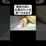 爆食大蛇に大量のラットを食べさせます(YouTube)
