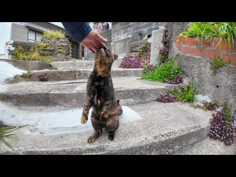 伸び上がって撫でられるサビ猫ちゃんがかわい過ぎる(YouTube)