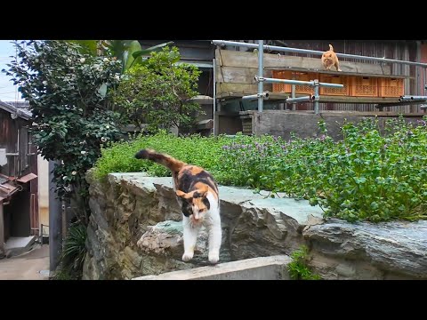 漁港の街の路地裏を歩くと空地で寝ていた猫が駆け寄ってきた(YouTube)