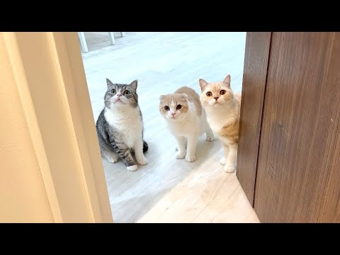 帰ってきたら甘えんぼな猫たちがドアの前でこうなってました…笑(YouTube)