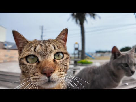 カメラにメチャメチャ食いついてくる猫たち(YouTube)