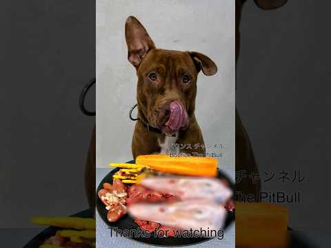 閲覧注意⚠️ワイルドに食べるピットブルの咀嚼音(YouTube)