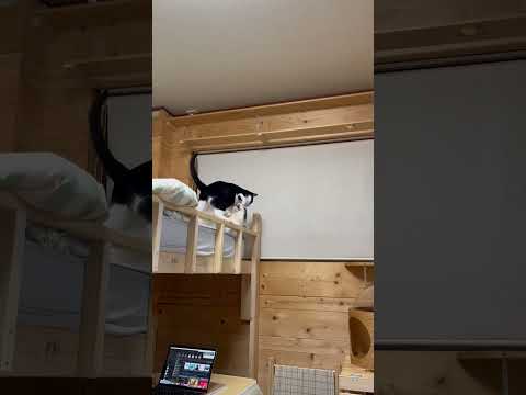 意地悪な豆大福と頭脳派のひまわり(YouTube)