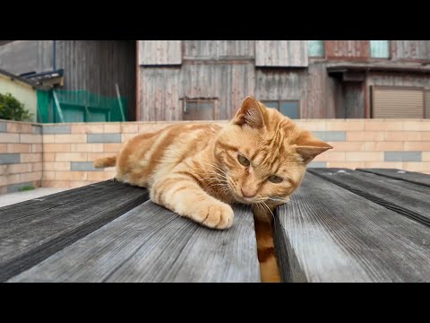 テーブルで遊ぶ子猫がかわい過ぎる(YouTube)