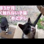 全く触らせない子猫 苦節３ヶ月 あと少し   2024 03 19 2(YouTube)