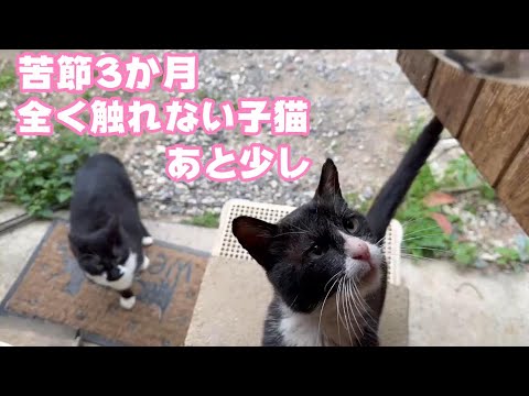 全く触らせない子猫 苦節３ヶ月 あと少し   2024 03 19 2(YouTube)