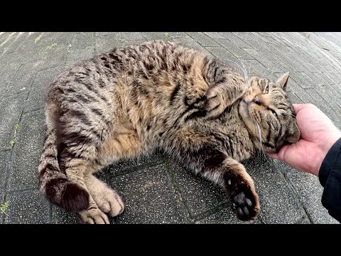 二匹のおばあちゃん猫をモフっていたら介護士？のキジトラ猫も寄って来た(YouTube)