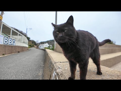 防波堤に座っていた黒猫ちゃん、隣に座って撫でると頭を擦りつけてきてカワイイ(YouTube)