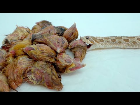 ヒヨコの頭がいっぱい出てきたので食べさせる(YouTube)