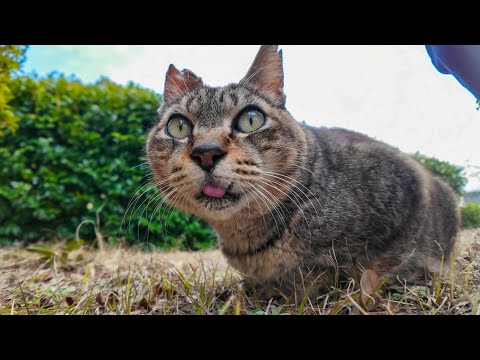 公園の芝生の広場にいた猫ちゃん、撫でるベロを出してカワイイ(YouTube)