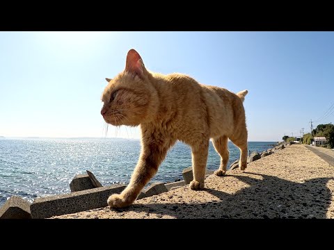 茶トラ猫が青い海を見ながら堤防の上をお散歩する(YouTube)