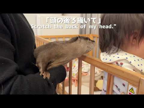 赤ちゃんとかなり距離が縮まったカワウソの絡み方 How to play with an otter that got along quite well with the baby(YouTube)
