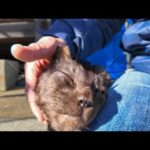 工事中の神社、いつもの黒猫ちゃんがモフられに出てきた(YouTube)