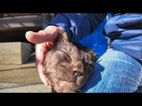工事中の神社、いつもの黒猫ちゃんがモフられに出てきた(YouTube)