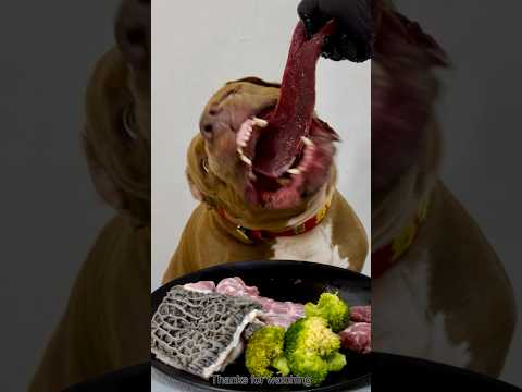 肉がどんどん吸い込まれる！ピットブルの食欲がヤバすぎる #咀嚼音 #ピットブル(YouTube)