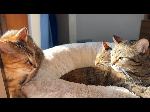 猫見知りな末っ子猫が大お姉ちゃんと仲良くなりたいようです(YouTube)