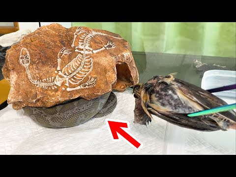 ヘビが潜む岩に鳥を近づけた瞬間…！！！(YouTube)
