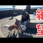 ママが絶望に暮れてる時に横にピッタリと寄り添って励ましてくれる愛犬が優しすぎた！(YouTube)