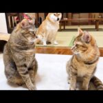 柴犬が見守る中、怖がり屋の子ども猫が姉猫に勇気を出して歩み寄ろうとする姿に感動しました(YouTube)