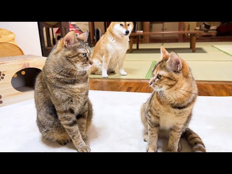 柴犬が見守る中、怖がり屋の子ども猫が姉猫に勇気を出して歩み寄ろうとする姿に感動しました(YouTube)