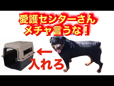 【殺処分決定】ロットワイラー搬送用バリケンのお願い(YouTube)