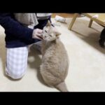 子猫のひのきが怖くて泣いていた娘が成長が感慨深いです(YouTube)