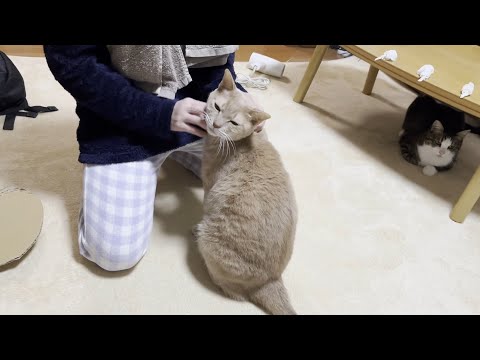 子猫のひのきが怖くて泣いていた娘が成長が感慨深いです(YouTube)
