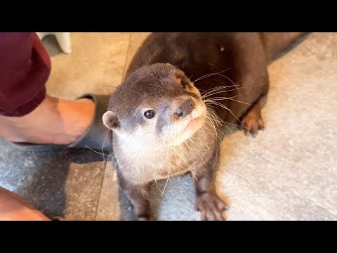 あにまるずのそれぞれの休日(YouTube)
