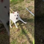 【紀州犬】北斗くん一人ボール遊び(YouTube)